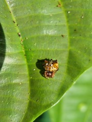 Gasteracanthinae
