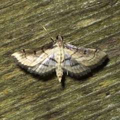 Marasmia cochrusalis