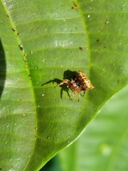 Gasteracanthinae