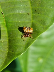Gasteracanthinae