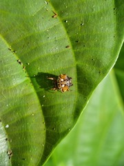 Gasteracanthinae