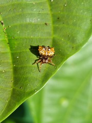 Gasteracanthinae