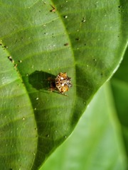 Gasteracanthinae