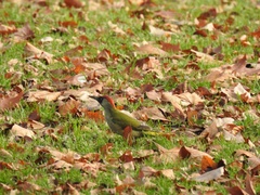 Picus viridis