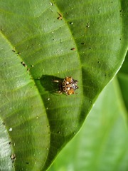 Gasteracanthinae