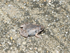 Microhyla
