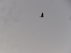 Chordeiles rupestris