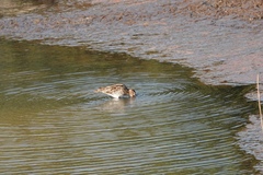 Gallinago gallinago