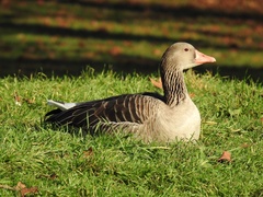 Anser anser