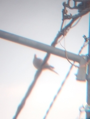 Streptopelia decaocto