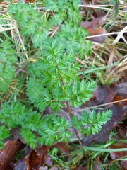 Anthriscus sylvestris