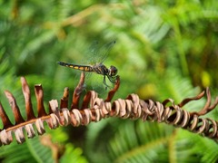 Aethriamanta gracilis