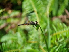 Aethriamanta gracilis