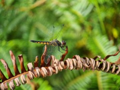 Aethriamanta gracilis