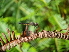 Aethriamanta gracilis