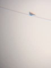 Streptopelia decaocto