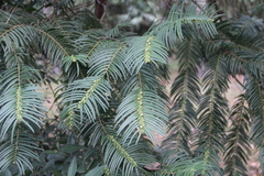 Cephalotaxus