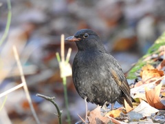 Turdus merula