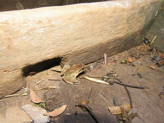 Leptodactylus petersii