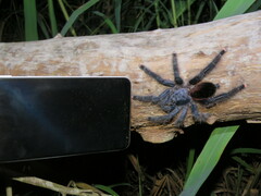 Avicularia avicularia