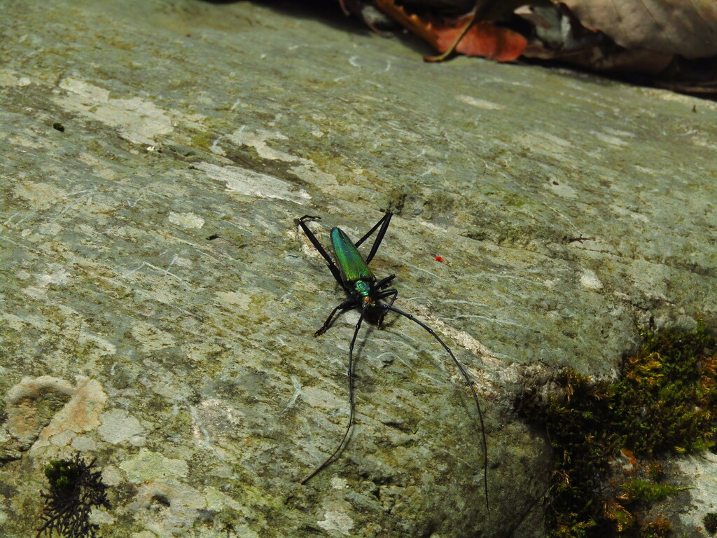 Chloridolum thaliodes