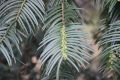 Cephalotaxus
