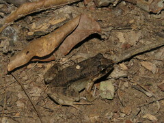 Leptodactylus petersii