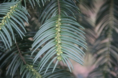 Cephalotaxus