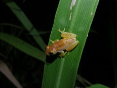 Dendropsophus walfordi