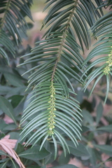 Cephalotaxus