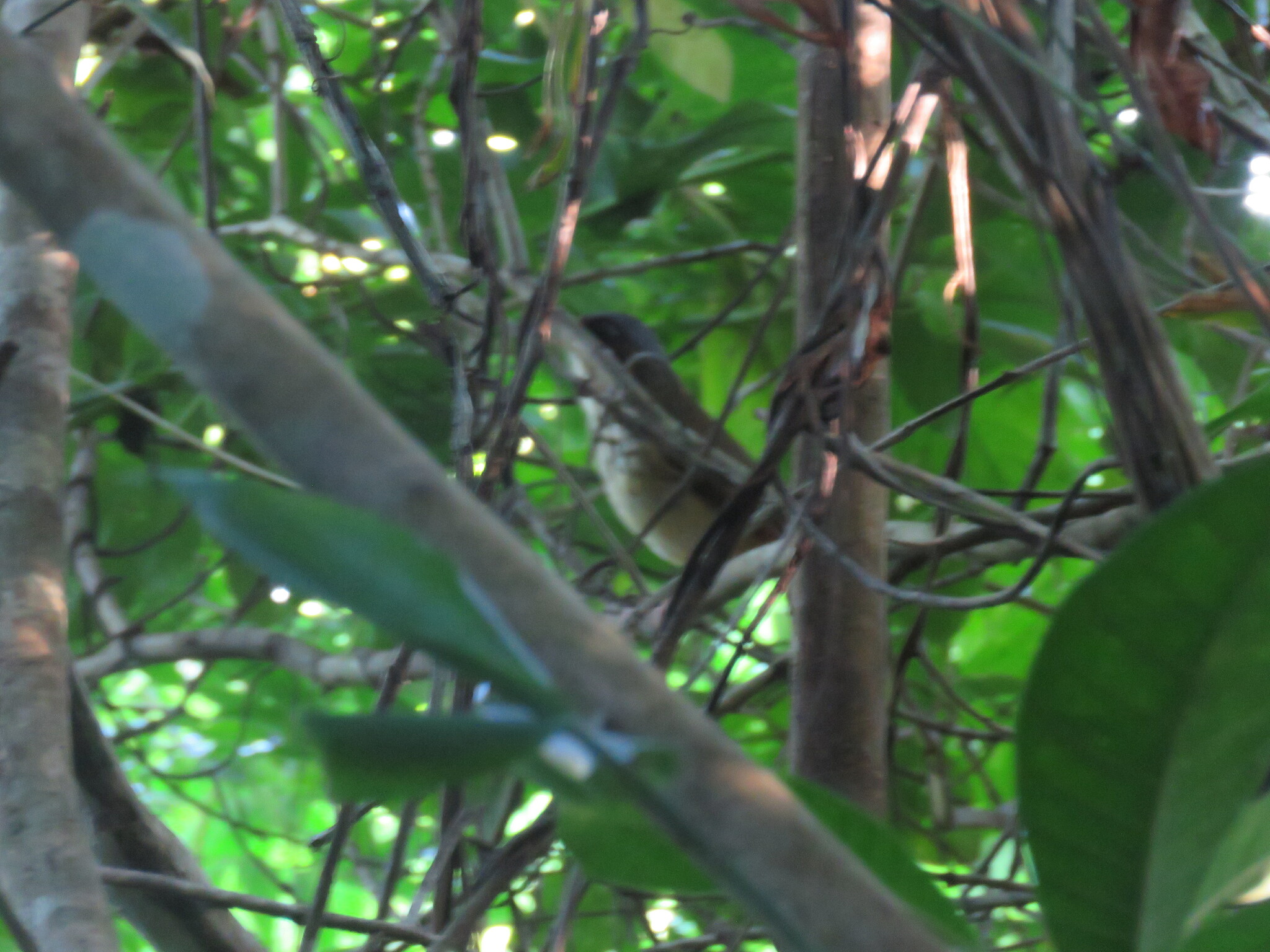 Masked Antpitta (Hylopezus auricularis), photo 5
