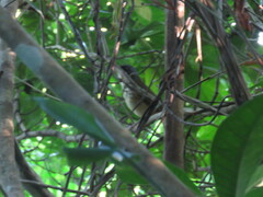 Hylopezus auricularis