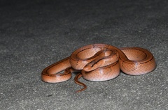 Oreocryptophis porphyraceus