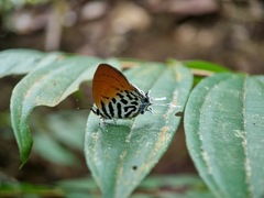 Drupadia ravindra