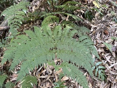 Dryopteris paleolata