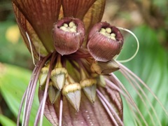 Tacca