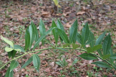 Cocculus laurifolius