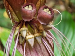 Tacca