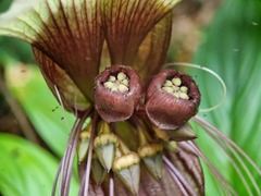 Tacca