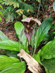 Tacca