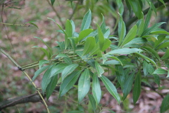 Cocculus laurifolius