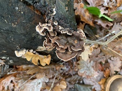 Chondrostereum purpureum