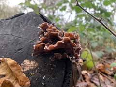 Chondrostereum purpureum