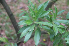 Cocculus laurifolius
