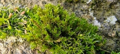 Didymodon