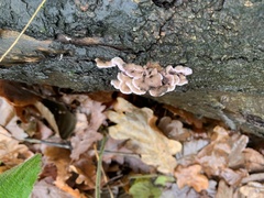 Chondrostereum purpureum