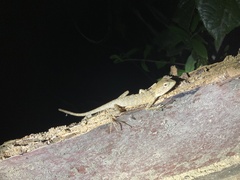 Calotes versicolor