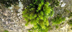 Cryphaea heteromalla
