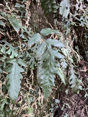 Stegnogramma wilfordii