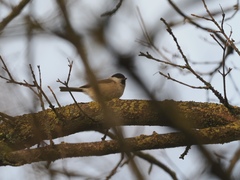 Poecile palustris